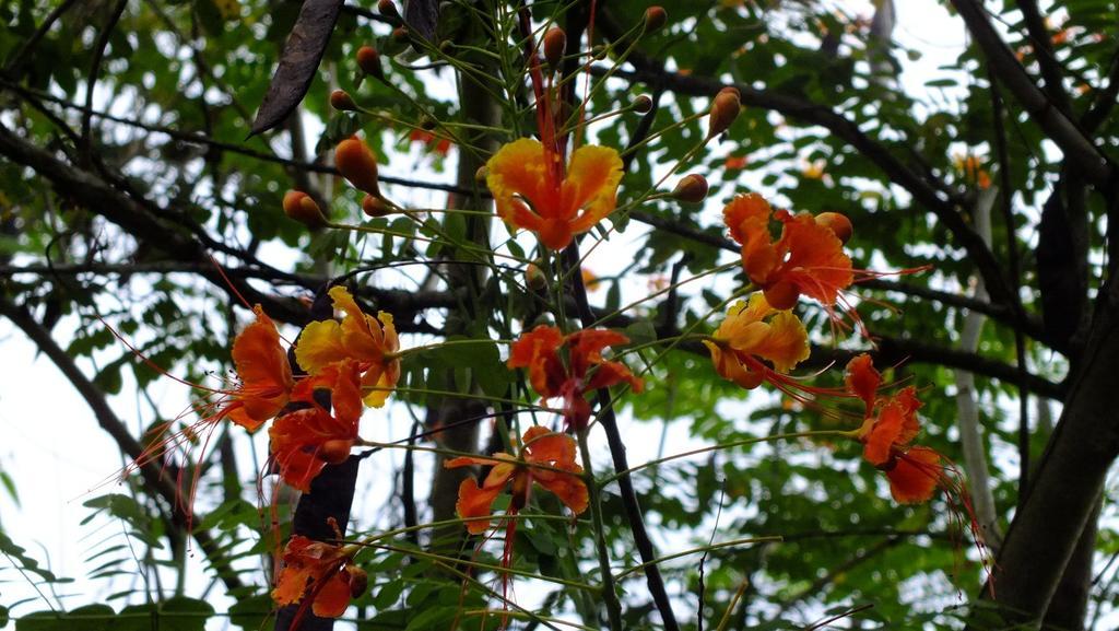 Cabinas Caribe Luna Кахуита Екстериор снимка